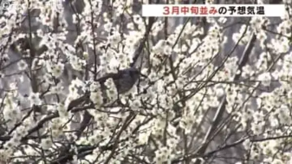 春を感じる白い梅の花咲きほころぶ  少し気温下がるも過ごしやすい１日 富山