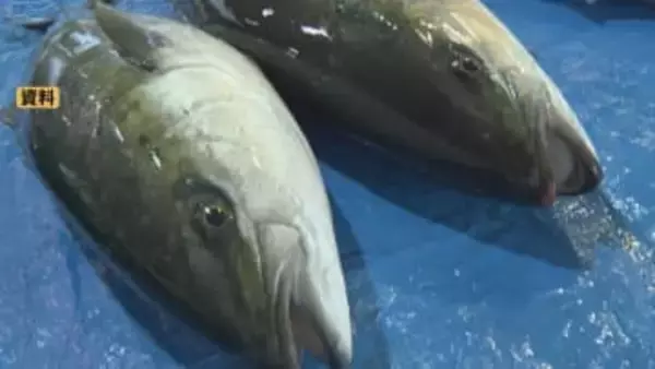 「宣言を出すのは極めて難しい」“ひみ寒ぶり宣言”今シーズンは出ない見通し　安定した水揚げ量見込めず　例年の約4割にとどまる　富山・氷見市