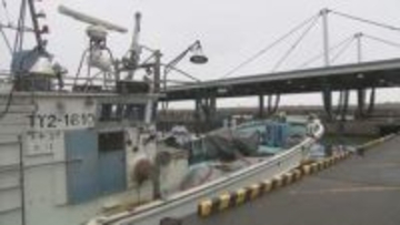 富山湾の宝石「シロエビ」　悪天候で初水揚げ見送り　地震の影響で不漁続きも飲食店は豊漁に期待　富山・射水市