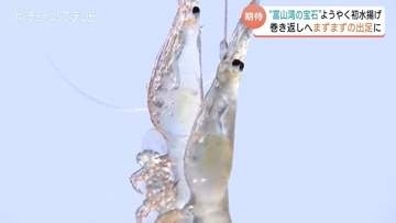 ”富山湾の宝石”シロエビようやく初水揚げ　悪天候で2日連続の休漁　初日はまずまずの水揚げ　地震で記録的な不漁続きも今季の巻き返し期待