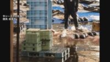 富山湾ブリ予測「平年並み」も予報は廃止！ 調査手法を見直し　水産研究所が新情報提供へ