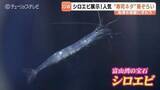 「「え、透けてる！」生きた"富山湾の宝石 シロエビ"に驚き GW限定"富山湾の寿司ネタ"3種が勢ぞろい 富山・魚津水族館」の画像1