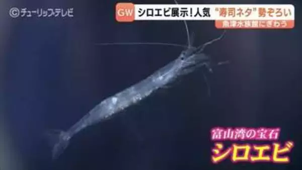 「え、透けてる！」生きた"富山湾の宝石 シロエビ"に驚き GW限定"富山湾の寿司ネタ"3種が勢ぞろい 富山・魚津水族館