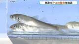 「来月解禁に向け準備着々　角川と片貝川で稚アユ3万3000匹を放流　昨年より増量　富山・魚津市」の画像1
