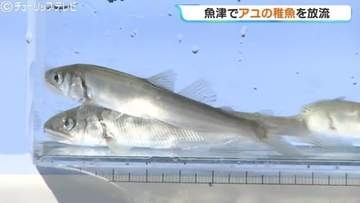 来月解禁に向け準備着々　角川と片貝川で稚アユ3万3000匹を放流　昨年より増量　富山・魚津市