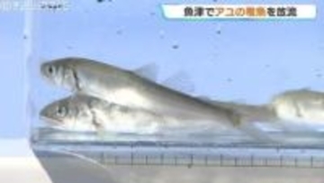 来月解禁に向け準備着々　角川と片貝川で稚アユ3万3000匹を放流　昨年より増量　富山・魚津市