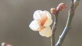 「富山市「内山邸」で梅のシーズン　白梅が3分咲き、3月中旬並みの陽気で開花進む　2月下旬からの見ごろを前に初春の撮影も」の画像1