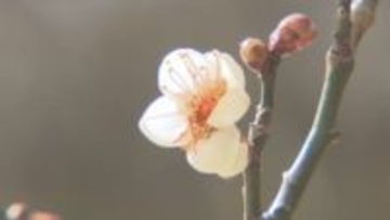 富山市「内山邸」で梅のシーズン　白梅が3分咲き、3月中旬並みの陽気で開花進む　2月下旬からの見ごろを前に初春の撮影も