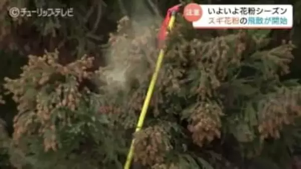 「飛んでます。白くもやがかって…」ついに富山も花粉シーズン到来！　飛散量は「例年の1.4倍」予想