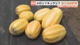 「“メロンのご先祖様”？　謎多き伝統野菜「まくわ」「まっか」を調査　復活目指す生産者も　富山」の画像1