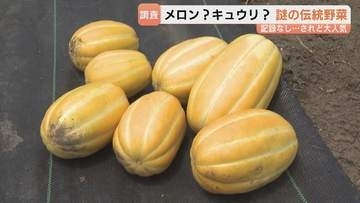 “メロンのご先祖様”？　謎多き伝統野菜「まくわ」「まっか」を調査　復活目指す生産者も　富山