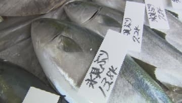 丸々一本買いまで…県内外からその味求め”ブリの聖地”氷見に　「ひみ寒ぶり宣言」待ち望む声　富山