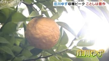 夏の猛暑乗り越え色づき良好…特産「庄川ゆず」収穫ピーク「表年」で豊作、生産者も笑顔　15日からゆず祭り　富山・砺波市