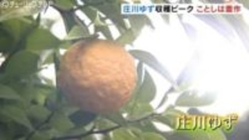 夏の猛暑乗り越え色づき良好…特産「庄川ゆず」収穫ピーク「表年」で豊作、生産者も笑顔　15日からゆず祭り　富山・砺波市