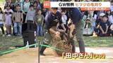 「ヒツジの「田中さん」毛刈りでスッキリ　「毛がないときれい」　富山市ファミリーパークでＧＷ恒例イベント」の画像1