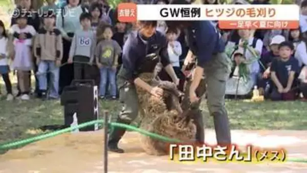 ヒツジの「田中さん」毛刈りでスッキリ　「毛がないときれい」　富山市ファミリーパークでＧＷ恒例イベント