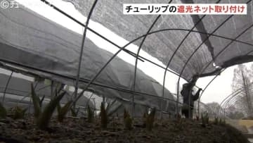 今年は350万本のチューリップフェア 開花を調整する遮光ネットの取り付けはじまる 富山・砺波市