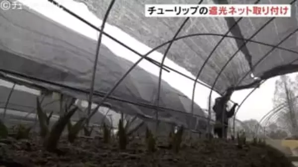 今年は350万本のチューリップフェア 開花を調整する遮光ネットの取り付けはじまる 富山・砺波市