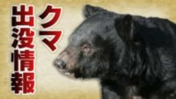 木の上に子グマ…４時間以上とどまり麻酔銃使った“緊急銃猟”で捕獲　富山・立山町