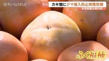 クマ被害から特産「ふく福柿」を守れ！富山県内初の本格的な電気柵設置で農家の安全と美味しい柿を確保