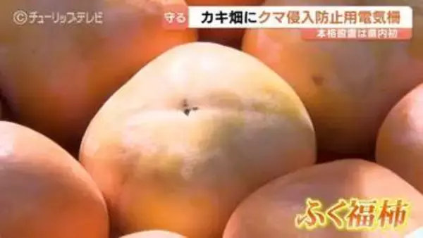 クマ被害から特産「ふく福柿」を守れ！富山県内初の本格的な電気柵設置で農家の安全と美味しい柿を確保