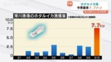 初日1.3キロ→翌日1.3トン！ホタルイカ漁の水揚げ「1000倍」に爆増 今季最多7.7トン水揚げで豊漁の予感 富山