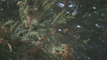 スギ花粉予測「例年よりやや多い見込み」【富山県】1㎠当たり4900個程度 平均値の1.4倍　2026年春の飛散量予測