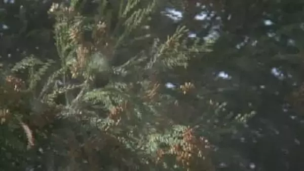 スギ花粉予測「例年よりやや多い見込み」【富山県】1㎠当たり4900個程度 平均値の1.4倍　2026年春の飛散量予測