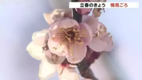 【立春】富山で11℃予想、3月中旬並みの暖かさに…朝の氷点下から一転、梅もほころぶ
