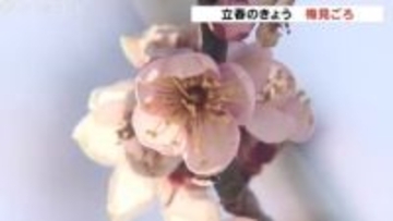 【立春】富山で11℃予想、3月中旬並みの暖かさに…朝の氷点下から一転、梅もほころぶ