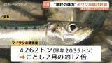 「富山湾のマイワシ 記録的豊漁！2月の17倍、平年比2倍超の水揚げ　家計の味方になるか…ホタルイカやブリ幼魚のフクラギ絶好調、春のラッシュ」の画像1