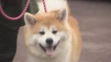 “最も秋田犬”らしさナンバーワンは？全国から47匹が集結　個性豊かな美しさを競う展覧会　富山