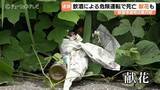「施行20日で富山県初の適用…呼気0.5ミリ超の飲酒運転で78歳男性死亡　改正法による危険運転致死容疑で男（33）逮捕　富山」の画像1