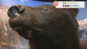 新聞配達中にクマ被害 “冬眠準備のクマが平野部へ”12月も警戒必要 専門家が警鐘 富山