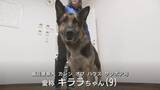 「そっちにおる！と走る犬…出動から30分で保護　お手柄シェパードに感謝状　行方不明の80代女性の発見に貢献　富山」の画像1