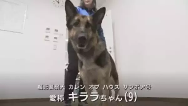 そっちにおる！と走る犬…出動から30分で保護　お手柄シェパードに感謝状　行方不明の80代女性の発見に貢献　富山