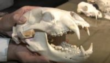 市街地を “安全な餌場” と記憶したクマ…専門家「異常が常態化している」背景に “クマの高い学習能力” 富山県内の出没はこれまでの2倍