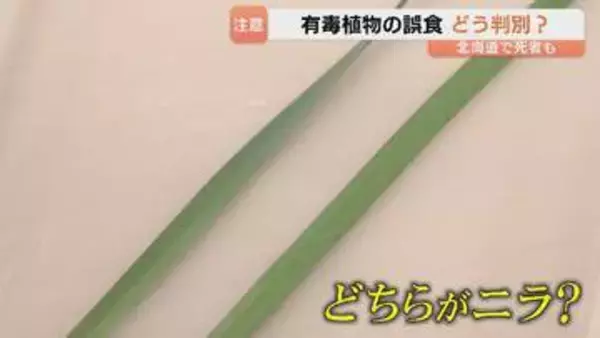 「本当にそっくり」それはニラ？ スイセン？ 誤食による食中毒のリスク 富山県内でも被害 専門家に聞く判別の仕方