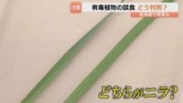 「本当にそっくり」それはニラ？ スイセン？ 誤食による食中毒のリスク 富山県内でも被害 専門家に聞く判別の仕方