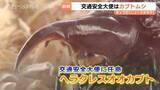 「なぜ？ヘラクレスオオカブトが“交通安全大使”に 評価されたのはその動き…任期は”夏の終わり”まで」の画像1