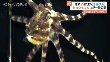 海の”最凶”生物が一般公開　　猛毒のヒョウモンダコに子供たちは釘付け　富山県内で初確認　危険知らせる「ヒョウ柄」に注意
