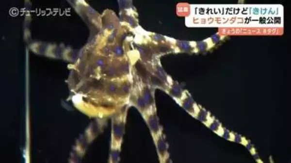 海の”最凶”生物が一般公開　　猛毒のヒョウモンダコに子供たちは釘付け　富山県内で初確認　危険知らせる「ヒョウ柄」に注意