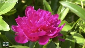 シャクヤクが見頃！豪農の邸宅として知られる内山邸　初夏を彩る花と梅の実り　富山