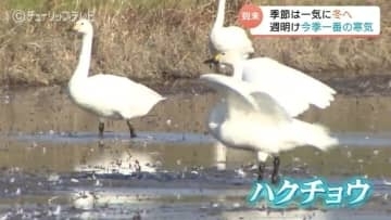 週末は20℃予想も週明けに寒気が南下　来週は火曜以降、平野部でも初雪の可能性　八尾には冬の使者ハクチョウ飛来