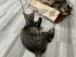 室内飼い率"8割"超え！昔はネズミ、今は…？令和の「猫のおみやげ事情」愛猫の"かまって"サインの秘密とは
