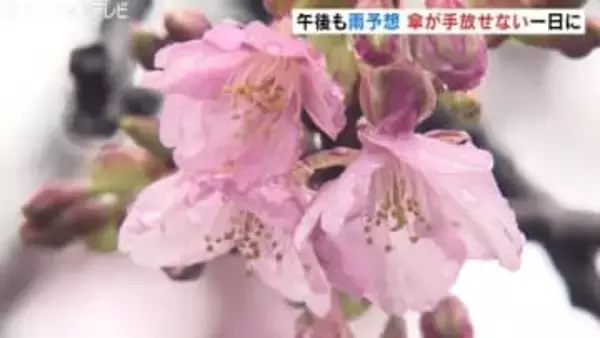 雨の中 カワヅザクラのピンクがきれい！富山県内は雨模様で肌寒い一日に