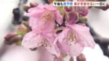 雨の中 カワヅザクラのピンクがきれい！富山県内は雨模様で肌寒い一日に