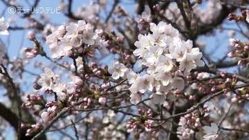 【富山の桜2026】松川べりで開花加速！最高気温24.7℃…お花見客も半袖姿　遊覧船も賑わう現地の様子　気になる満開はいつ？