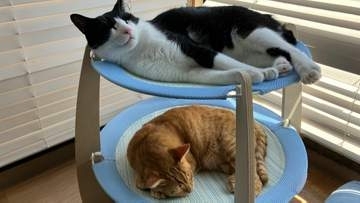 「幸せに繋がらない譲渡はしない」10年目迎えた保護猫カフェ「ネコのしっぽ」自分らしく過ごす27匹　女性店長が貫く信念、命への責任と覚悟