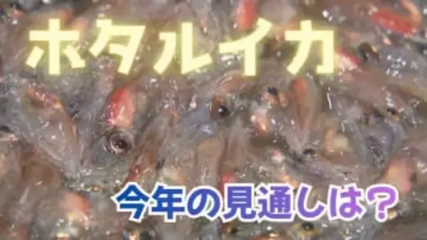 【富山湾の味覚】2026年のホタルイカは豊漁か…平年の2倍超え 約3,000トン予想　富山県水産研究所の漁況見通し　気温上昇により漁期終了が早まる可能性も